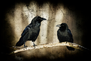 beautiful raven Corvus corax sitting on the branch North Poland Europe, old vintage filters - halloween