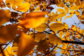 ash foliage changing color from green to yellow-orange