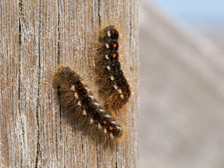 Brown tail Moth caterpillar