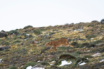 Puma walking in mountain environment, Torres del Paine National Park, Patagonia, Chile.