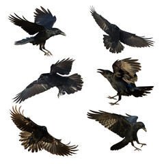 Fototapeta premium Birds flying ravens isolated on white background Corvus corax. Halloween - six birds, silhouette of a large black bird in flight cut out on a white background for use in graphic arts