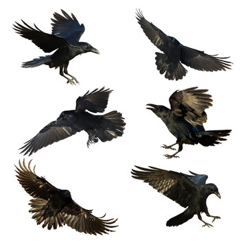 Birds flying ravens isolated on white background Corvus corax. Halloween - six birds, silhouette of a large black bird in flight cut out on a white background for use in graphic arts
