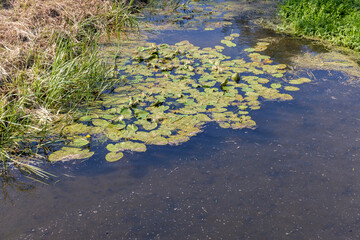close-up of an overgrown swamp in sunny weather