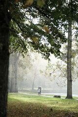 Couple de deux amoureux marchant dans un parc en automne sous une forte pluie s'abritant sous un...