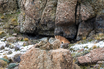 Puma walking in mountain environment, Torres del Paine National Park, Patagonia, Chile.