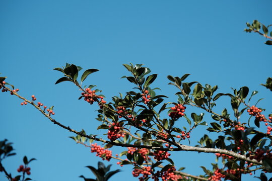 Houx sans &eacute;pines JC van Tol avec ses fruits rouges sur font de ciel bleu