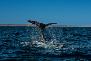 Obraz premium Sohutern right whale tail, endangered species, Patagonia,Argentina