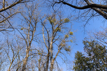 Bare trees in early spring in sunny clear weather