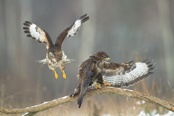 landing Common buzzard Buteo buteo in the fields in winter snow, buzzards in natural habitat, hawk bird on the ground, predatory bird close up winter bird