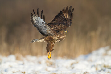 landing Common buzzard Buteo buteo in the fields in winter snow, buzzards in natural habitat, hawk bird on the ground, predatory bird close up winter bird