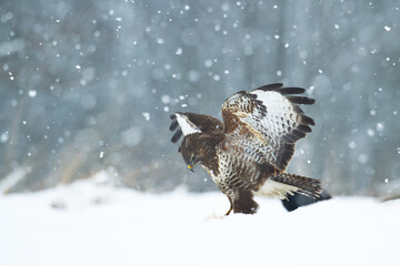 landing Common buzzard Buteo buteo in the fields in winter snow, buzzards in natural habitat, hawk bird on the ground, predatory bird close up winter bird