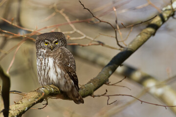 Pygmy owl Glaucidium passerinum little owl natural dark forest north parts of Poland Europe