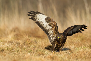 landing Common buzzard Buteo buteo in the fields in winter snow, buzzards in natural habitat, hawk bird on the ground, predatory bird close up winter bird