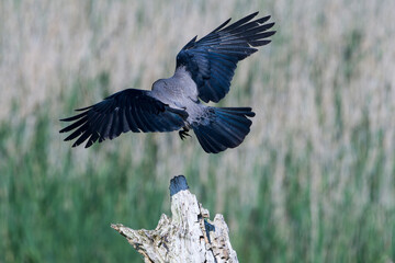 Nebelkrähe bei der Futtersuche im Frühjahr in der Abendsonne	