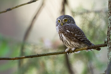 Pygmy owl Glaucidium passerinum little owl natural dark forest north parts of Poland Europe