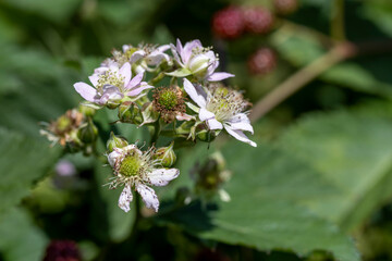 blackberry shrub in the summer, close-up