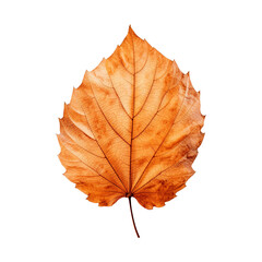 Autumn maple leaf isolated on white transparent background. Created with generative AI