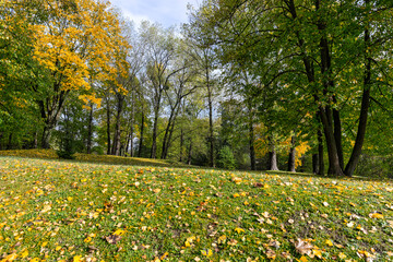 multicolored yellowing maple foliage during leaf fall
