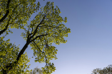 green foliage on a maple tree in spring bloom