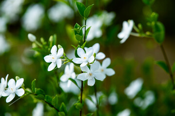 flowers in the garden