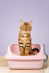 Bengal cat sits in the litter box.