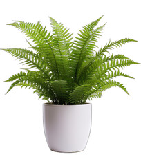 Botanical Beauty on a Clear Canvas