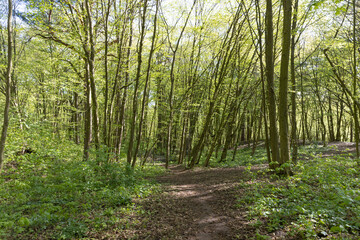young foliage on deciduous trees in the forest in the spring season