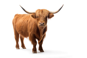 Image of a highland cow on white background. Farm animals.
