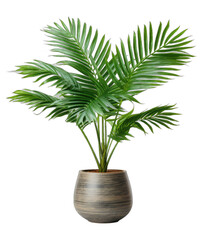 Botanical Beauty on a Clear Canvas