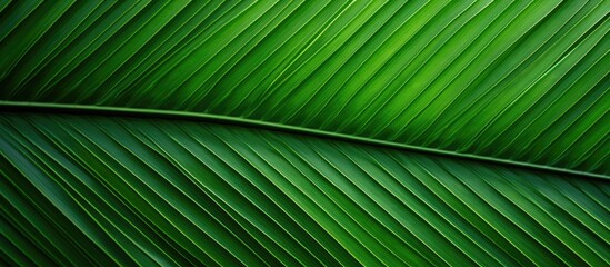 Palm trees texture as green nature backdrop