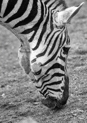 Plains Zebra (Equus quagga) Spotted Outdoors in Africa..Plains Zebra (Equus quagga) Spotted...