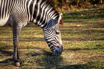 Plains Zebra (Equus quagga) Spotted Outdoors in Africa..Plains Zebra (Equus quagga) Spotted Outdoors in Africa