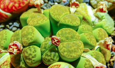 Mesembs (Lithops bromfieldii v. insularis 'Sulphurea') South African plant