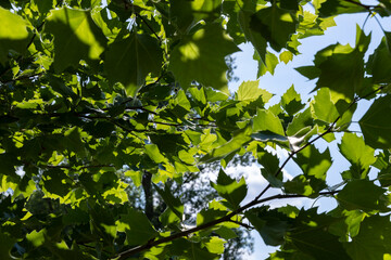 beautiful foliage of the sycamore tree with green foliage