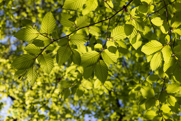 beautiful green foliage of hornbeam trees in sunny weather