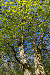 deciduous trees in a mixed forest in the spring season