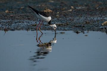 pied stilt bird himantopus leucocephalus searching for food on area contaminated with trash, natural bokeh background