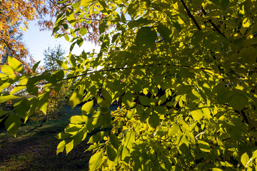 Maple tree foliage in autumn