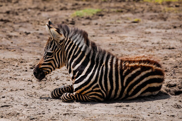 Fototapeta na wymiar small zebra foal lies in a meadow and looks camera