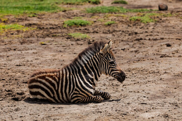Fototapeta na wymiar small zebra foal lies in a meadow and looks camera