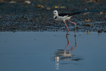pied stilt bird himantopus leucocephalus searching for food on area contaminated with trash,...