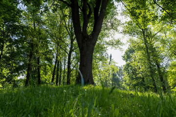 deciduous trees with green foliage in spring, green foliage