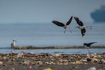 pied stilt bird himantopus leucocephalus searching for food on area contaminated with trash,...
