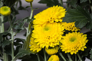 菊のクローズアップ