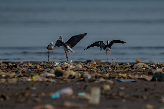 pied stilt bird himantopus leucocephalus searching for food on area contaminated with trash, natural bokeh background