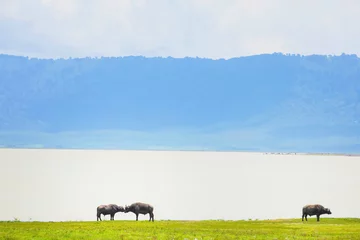 Cercles muraux Parc national du Cap Le Grand, Australie occidentale African buffalo stands on shore of lake
