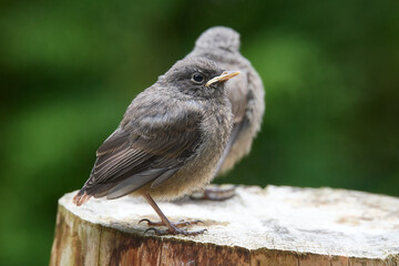 Junge Hausrotschwänze erkunden ihre Umgebung	