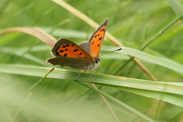 Closeup on the small, colorful, European Common copper butterfly Lycaena phlaeas in a meadow