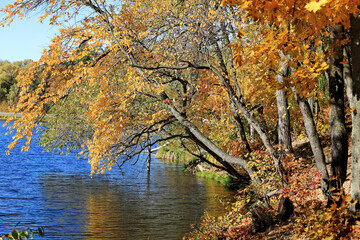 incredible autumn landscape with colorful leaves
