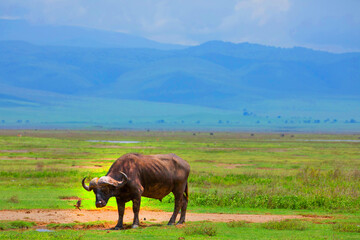 portrait of a large African buffalo
